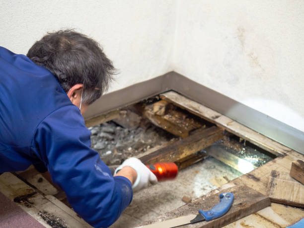 Best HVAC Mold Remediation in Villas, FL