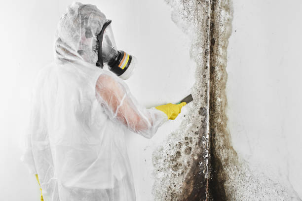 Best Insurance-Related Mold Remediation in Villas, FL