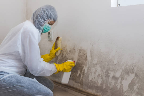 Best Kitchen Mold Remediation in Villas, FL