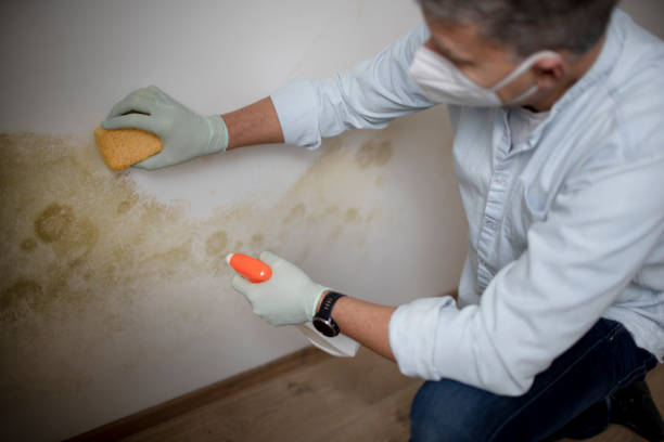 Professional Mold Remediation in Villas, FL