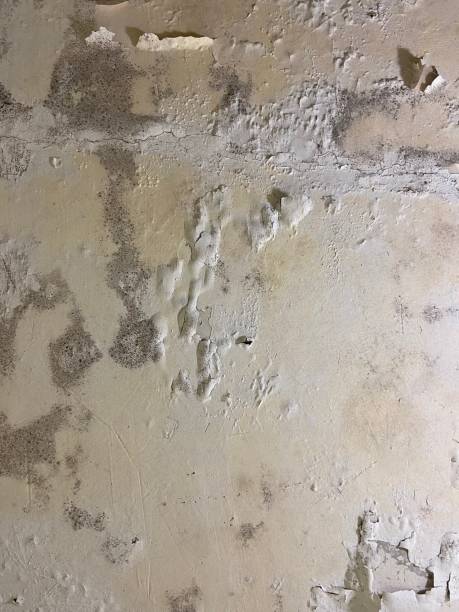 Best Black Mold Remediation in Villas, FL