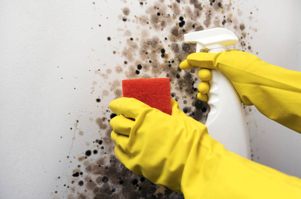 Best Industrial Mold Remediation in Villas, FL