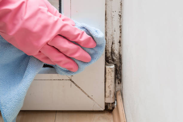 Best Mold Remediation for Specific Building Types in Villas, FL