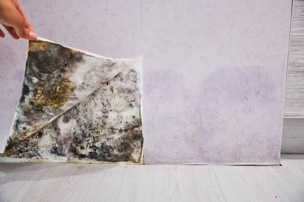 Best DIY Mold Remediation Support Services in Villas, FL
